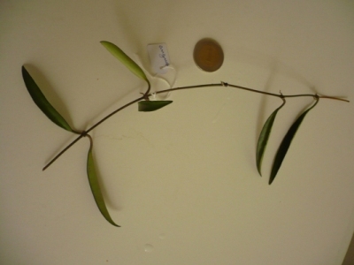 Name:  angustifolia.JPG
Views: 1213
Size:  57.1 KB