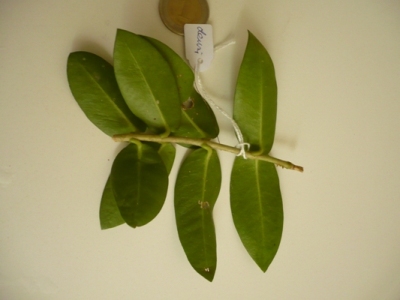 Name:  densi-arka.JPG
Views: 1509
Size:  62.9 KB