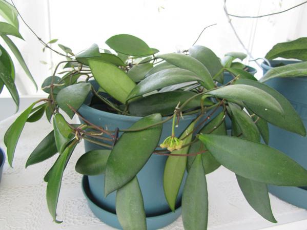 Name:  hoya 096.jpg
Views: 2127
Size:  36.5 KB