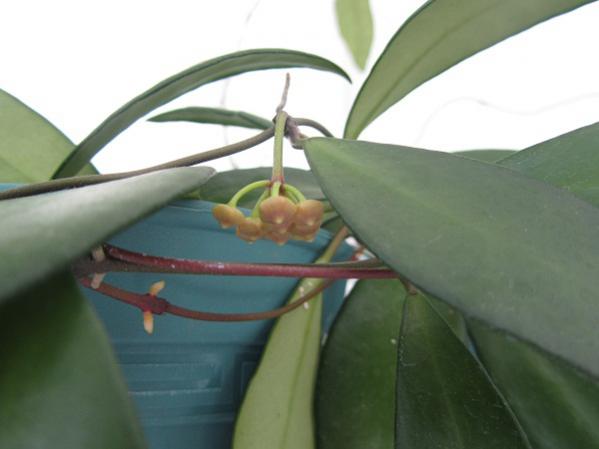 Name:  hoya 080.jpg
Views: 1748
Size:  23.7 KB