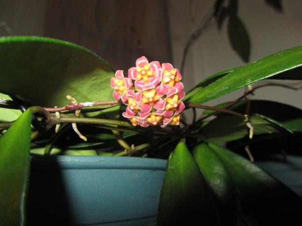 Name:  hoya 133.jpg
Views: 2067
Size:  28.5 KB