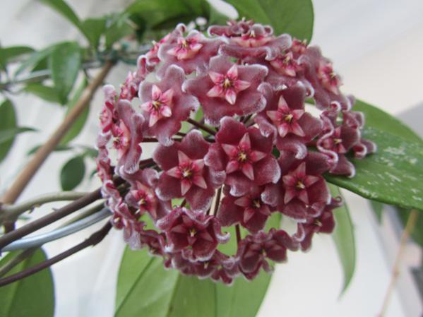 Name:  hoya 010.jpg
Views: 4030
Size:  39.0 KB