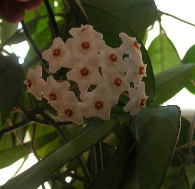 Name:  DSCN7954.JPG
Views: 2542
Size:  23.5 KB