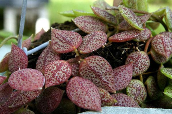 Name:  D_hirsutaRedLeaf2[1].jpg
Views: 2954
Size:  50.7 KB