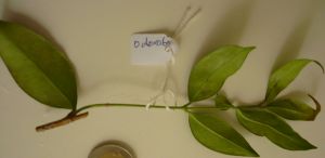 Name:  odorata.jpg
Views: 3911
Size:  33.7 KB