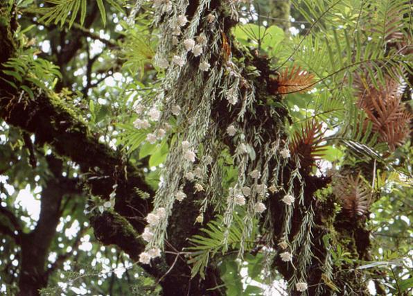 Name:  Hoya_linearis1.jpg
Views: 4218
Size:  70.8 KB