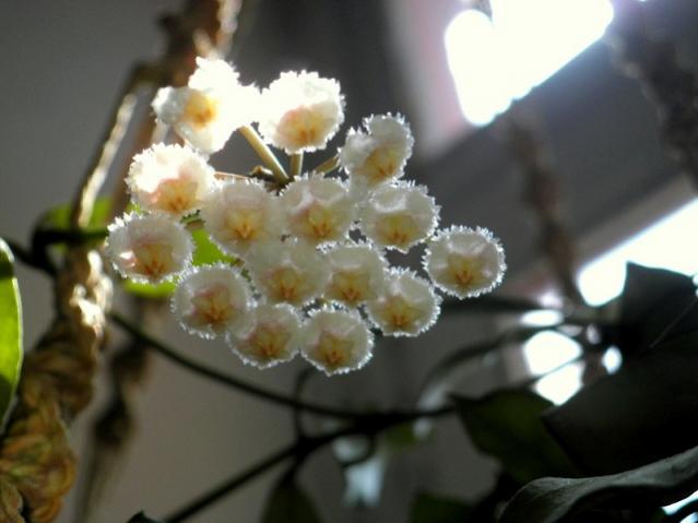 Name:  mum16.04.2012 (16).jpg
Views: 1178
Size:  31.4 KB
