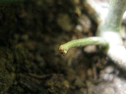 Name:  hoya kerii.JPG
Views: 2240
Size:  29.0 KB