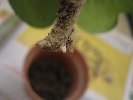 Name:  hoya kerii.JPG
Views: 1947
Size:  25.9 KB