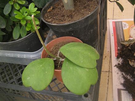 Name:  hoya kerii1.JPG
Views: 2019
Size:  42.0 KB