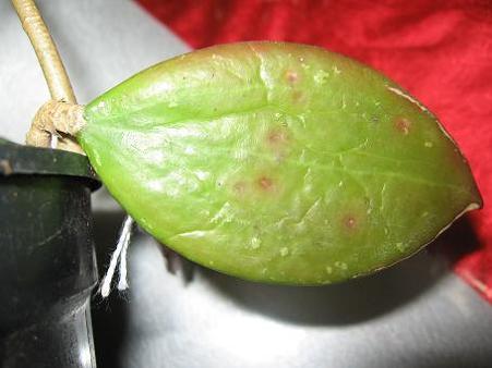 Name:  verticillata.jpg
Views: 1540
Size:  28.0 KB