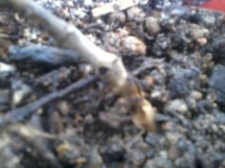 Name:  2012-07-25 12.48.35.jpg
Views: 2071
Size:  13.3 KB