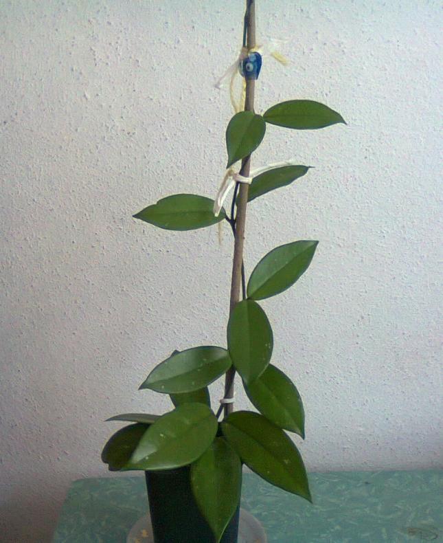 Name:  fotoraf0343.jpg
Views: 1773
Size:  70.2 KB