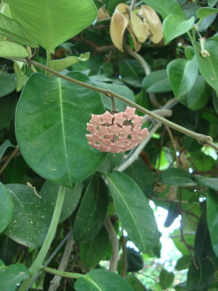 Name:  hoya iei.jpg
Views: 1983
Size:  65.1 KB