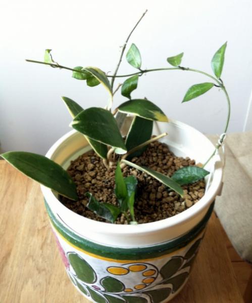 Name:  Hoya verticillate variegata - Hoya lacunosa.jpg
Views: 1488
Size:  36.1 KB