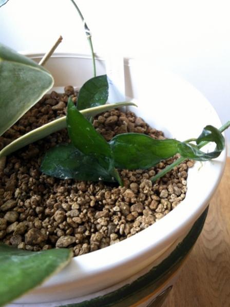 Name:  Hoya lacunosa yapraklar.jpg
Views: 1375
Size:  34.9 KB