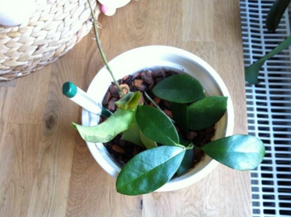 Name:  Hoya australis ve  Hoya macregorii.jpg
Views: 1302
Size:  39.3 KB