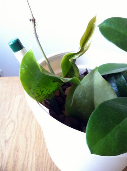 Name:  Hoya macregorii yapra.jpg
Views: 1132
Size:  24.3 KB