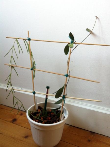 Name:  Hoya linnearis ve Hoya davidcummingii.jpg
Views: 1206
Size:  27.1 KB