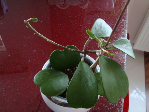 Name:  DSC00323.jpg
Views: 2234
Size:  69.7 KB