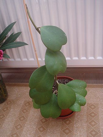 Name:  DSC09400.jpg
Views: 1908
Size:  29.9 KB