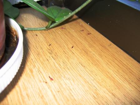 Name:  IMG_0377.jpg
Views: 1417
Size:  26.2 KB