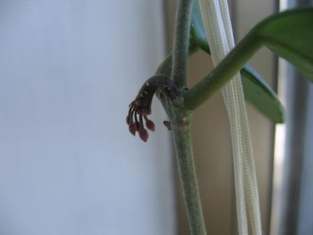 Name:  IMG_0380.jpg
Views: 1492
Size:  12.7 KB