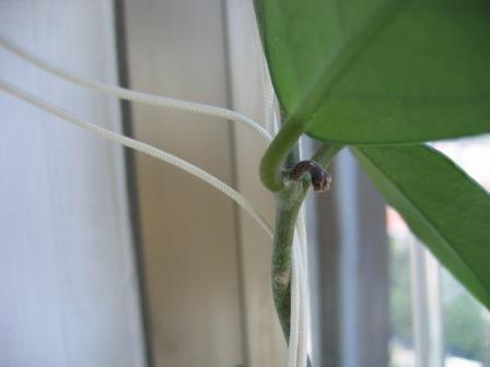 Name:  IMG_0379.jpg
Views: 1397
Size:  13.5 KB