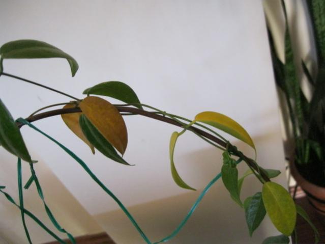Name:  dennisii 2.jpg
Views: 683
Size:  27.0 KB