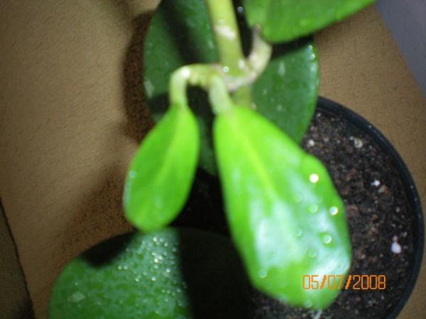 Name:  100_0038.jpg
Views: 1345
Size:  28.4 KB