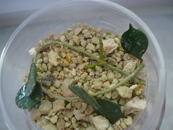 Name:  DSC02804.jpg
Views: 639
Size:  51.3 KB