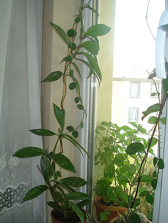 Name:  DSC02807.jpg
Views: 2047
Size:  39.9 KB