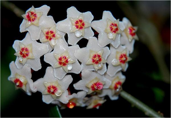 Name:  mum-cicegi.jpg
Views: 2523
Size:  37.0 KB