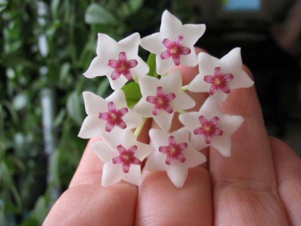 Name:  hoya03.jpg
Views: 2372
Size:  29.2 KB