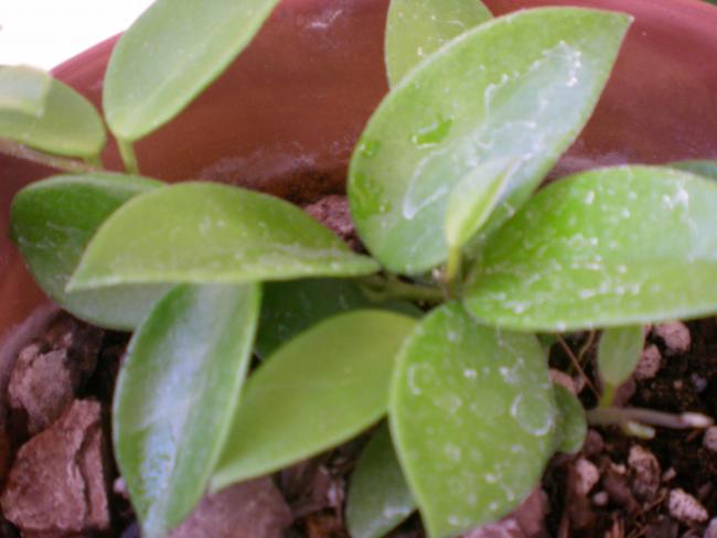 Name:  2013-08-09 09.15.44.jpg
Views: 2120
Size:  32.5 KB