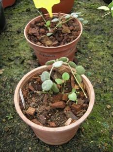 Name:  serpens.jpg
Views: 3643
Size:  20.5 KB