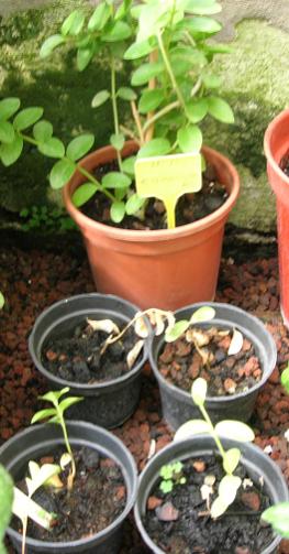 Name:  cumingiana.jpg
Views: 3753
Size:  30.6 KB