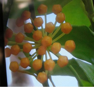 Name:  nicholsonia.jpg
Views: 3583
Size:  20.9 KB