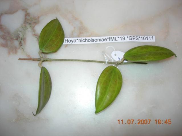 Name:  ilk nicholsonia elik.jpg
Views: 694
Size:  23.9 KB