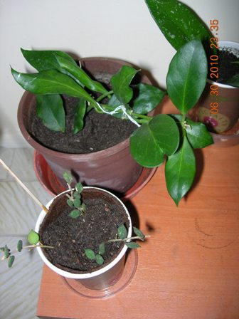 Name:  obscura 7330.jpg
Views: 704
Size:  41.1 KB