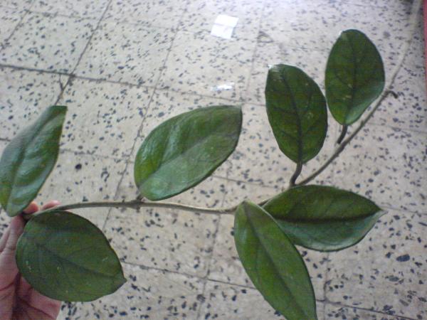 Name:  DSC04408.jpg
Views: 1546
Size:  44.8 KB