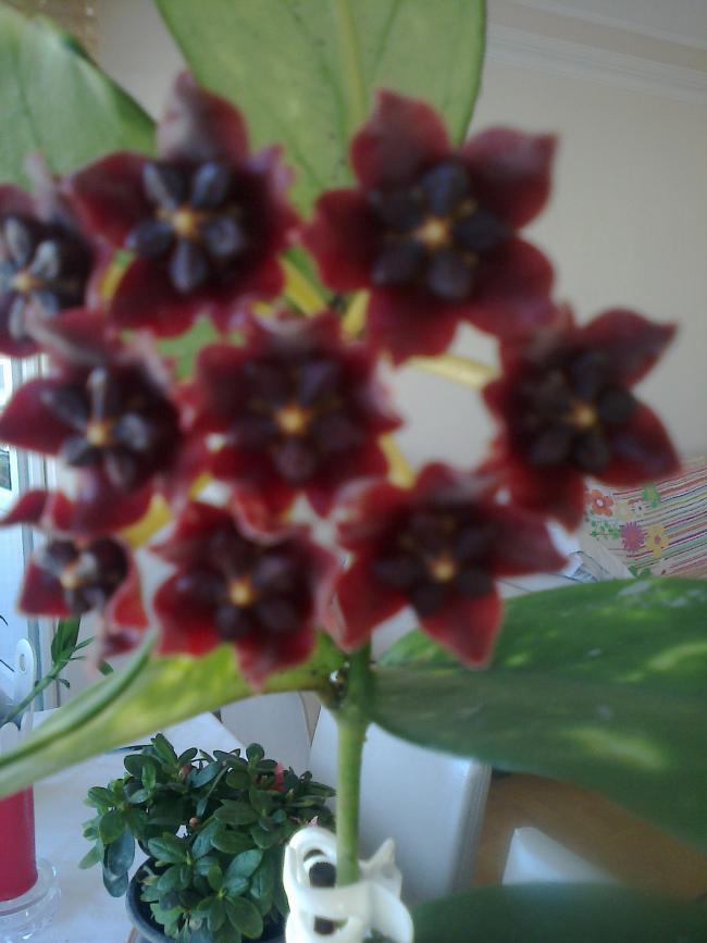Name:  fotoraf0020.jpg
Views: 1133
Size:  51.6 KB