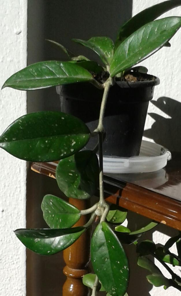 Name:  20131127_120909-1.jpg
Views: 2063
Size:  71.4 KB