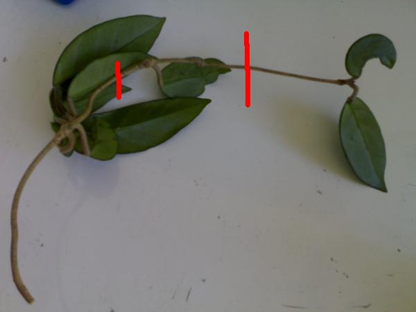 Name:  03092008%28003%29.jpg
Views: 2330
Size:  15.3 KB