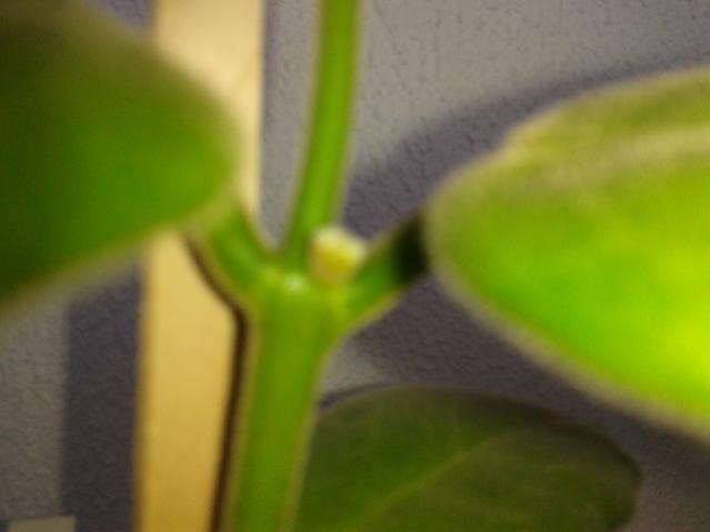Name:  2014-01-31 12.14.22.jpg
Views: 895
Size:  19.6 KB