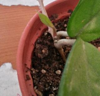 Name:  Hoya carnosa 2.jpg
Views: 2214
Size:  14.2 KB