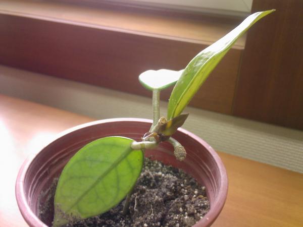 Name:  F-0002.jpg
Views: 1609
Size:  27.3 KB