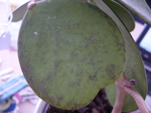 Name:  P1020201.JPG
Views: 1265
Size:  47.9 KB
