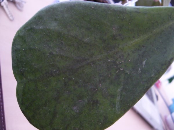 Name:  P1020202.JPG
Views: 1238
Size:  48.7 KB