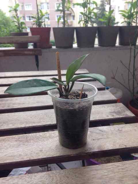 Name:  ImageUploadedByTapatalk1398864109.221341.jpg
Views: 1406
Size:  26.0 KB